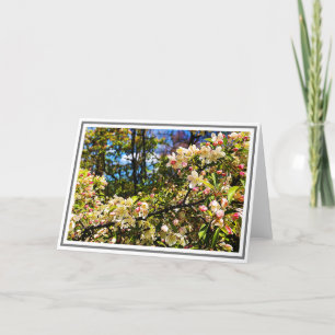 White and Pink Crabapple Tree Blossoms Karte