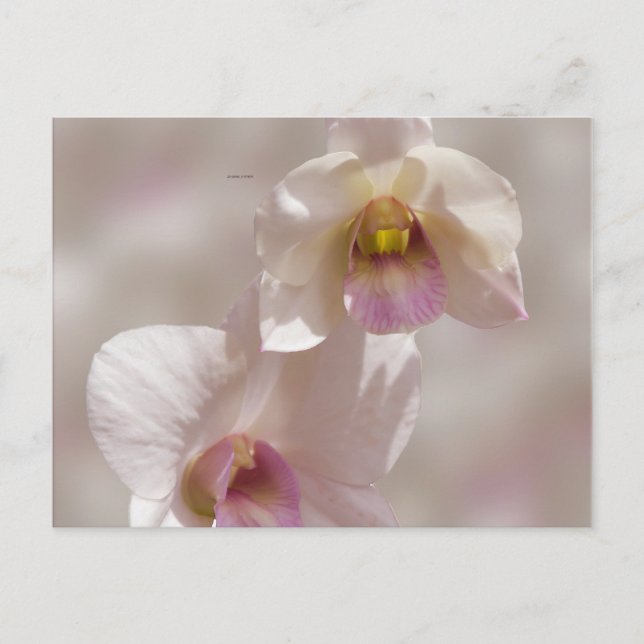 White and pink orchid flower on blurred background postkarte (Vorderseite)