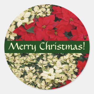 White and Red Poinsettias Christmas Sticker