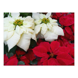 White and Red Poinsettias II Weihnachtsfeiertage Fotodruck