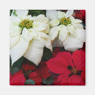 White and Red Poinsettias II Weihnachtsfeiertage Magnet