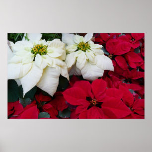 White and Red Poinsettias II Weihnachtsfeiertage Poster