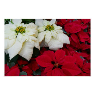 White and Red Poinsettias II Weihnachtsfeiertage Poster