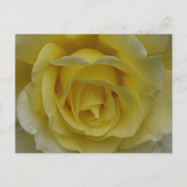 White and Yellow Rose Postcard Postkarte