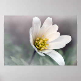 White Anemone Poster