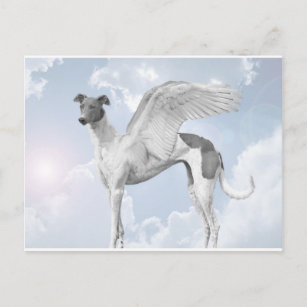 White Angel Greyhound Postkarte