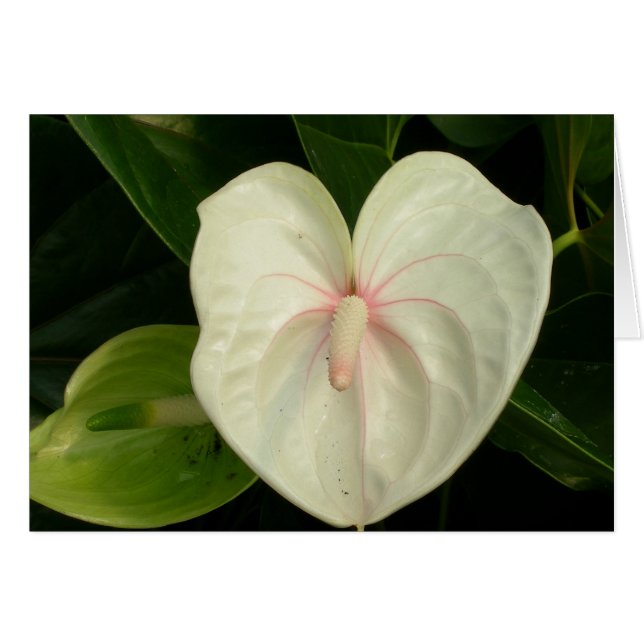 White Anthurium Hawaii (Vorderseite (Horizontal))