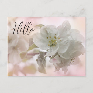 White Apple Blossom Foto Hallo Postkarte