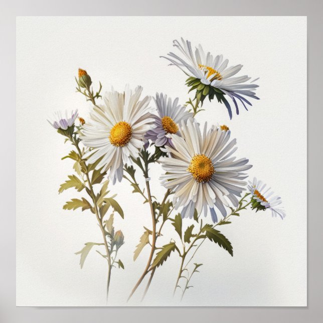 White Aster Blumen Art Print Poster (Vorne)