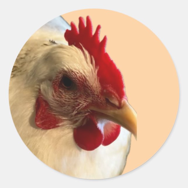 White Australorp Hen Sticker (Vorderseite)