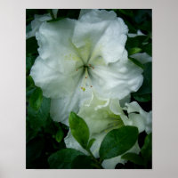 White Azalea