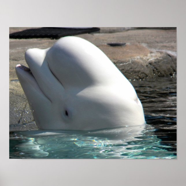 White Baby Beluga Poster (Vorne)