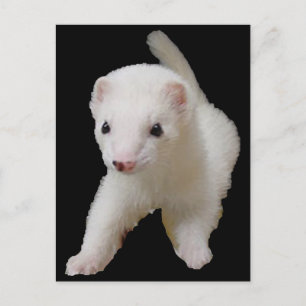 White Baby Ferret Postcard Postkarte