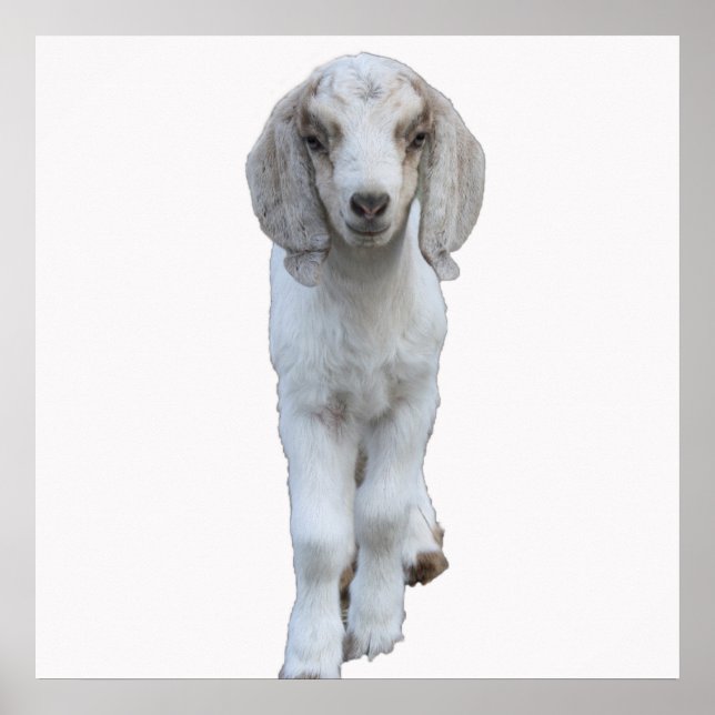 White Baby Goat Poster (Vorne)