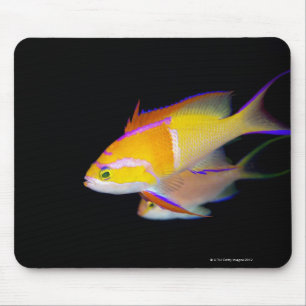 White Bar Anthias Mousepad