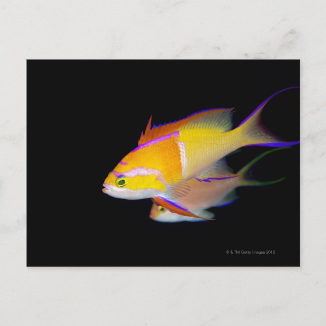 White Bar Anthias Postkarte (Vorderseite)