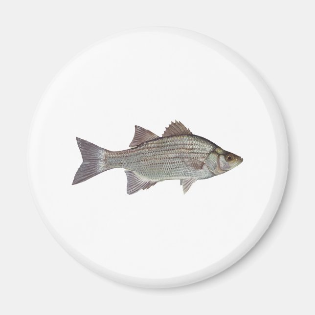 White Bass Logo Magnet (Vorne)