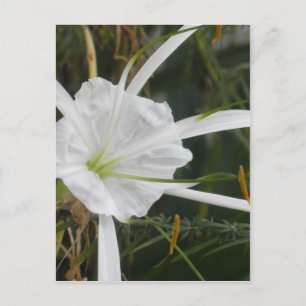 White Beach Spider Lilies Blume Foto Postkarte