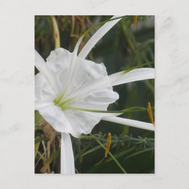 White Beach Spider Lilies Blume Foto Postkarte (Vorderseite)