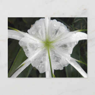 White Beach Spider Lily Lilies Blume Foto Postkarte