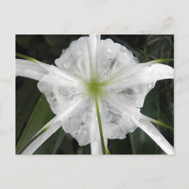 White Beach Spider Lily Lilies Blume Foto Postkarte (Vorderseite)
