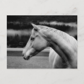 White Beauty Post Card Postkarte