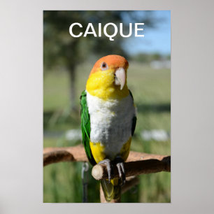 White Bellied Caique Parrot Poster