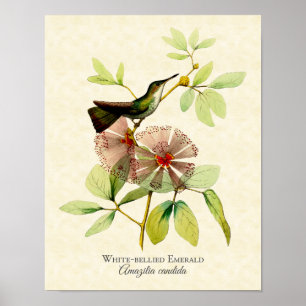 White Bellied Emerald Hummingbird Art Print Poster