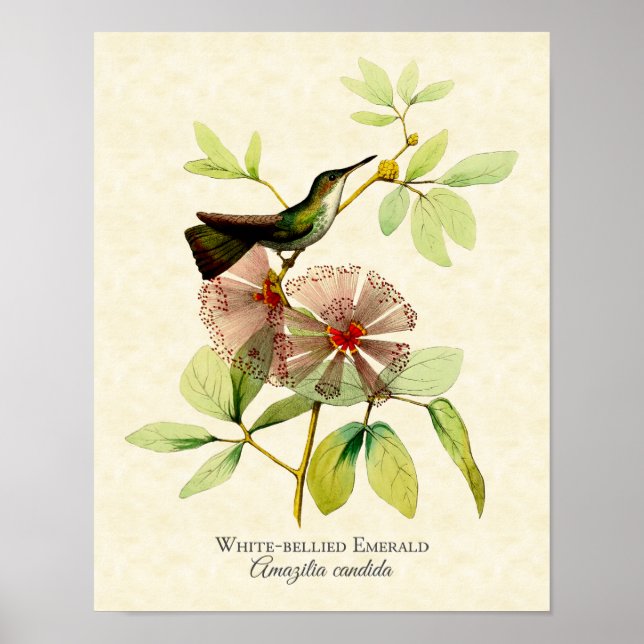 White Bellied Emerald Hummingbird Art Print Poster (Vorne)