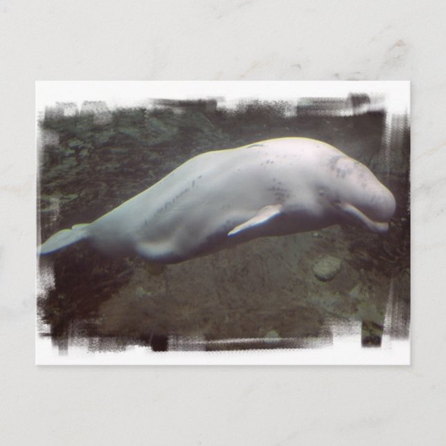 White Beluga Whale Postcard Postkarte (Vorderseite)