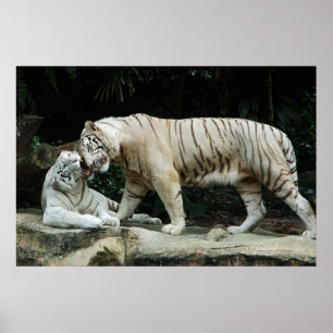 White Bengal Tiger poster