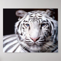 White Bengalisch Tiger Fotografy