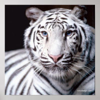 White Bengalisch Tiger Fotografy