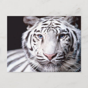 White Bengalisch Tiger Fotografy Postkarte