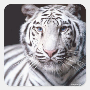 White Bengalisch Tiger Fotografy Quadratischer Aufkleber