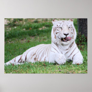 White Bengalisch Tiger Poster