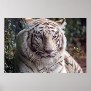 White Bengalisch Tiger Poster
