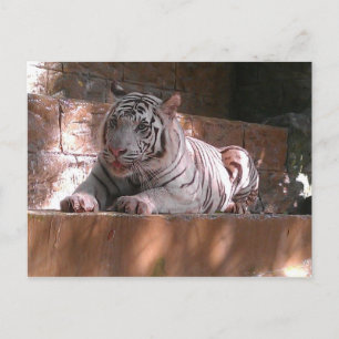 White Bengalisch Tiger, Trinidad Postcard Postkarte