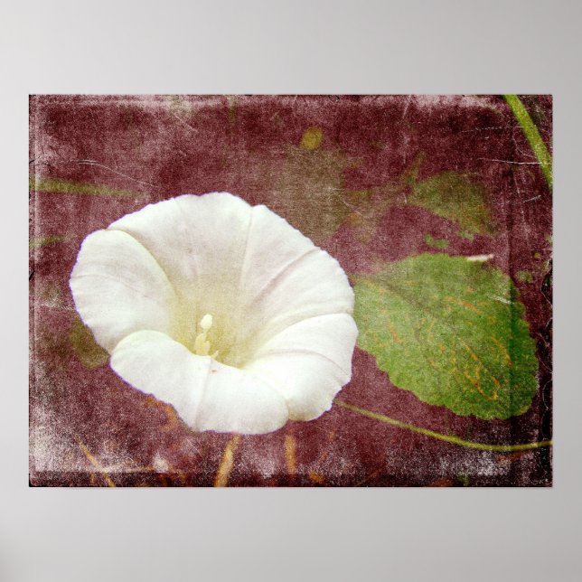 White Bindweed - Der wilde, ewige Morgenherrn Poster (Vorne)