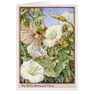 White Bindweed Fairy