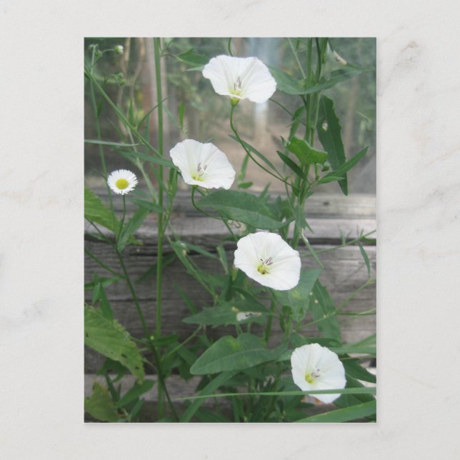 White Bindweed Postkarte (Vorderseite)
