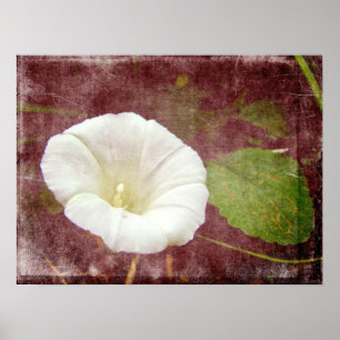White Bindweed - The Wild Perennial Morning Glory Poster