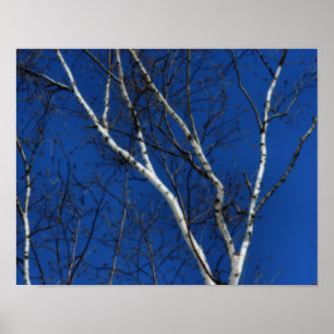 White Birch Tree Blue Sky Nature Orton Art Poster