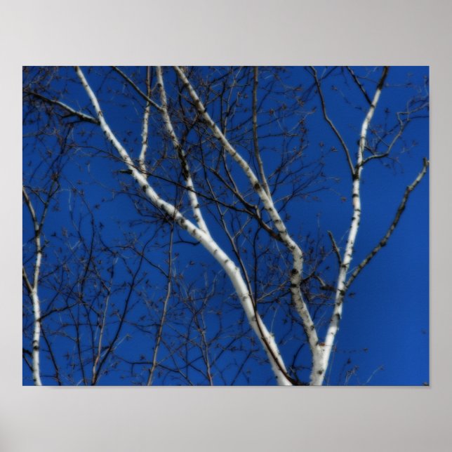 White Birch Tree Blue Sky Nature Orton Art Poster (Vorne)
