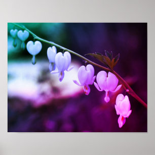 White Bleeding Heart Flowers Abstract Colors Poster