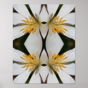 White Bloodroot Blume Nah Up Mirror Abstrakt Poster