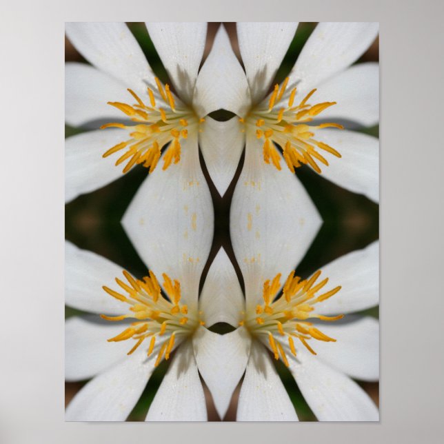 White Bloodroot Blume Nah Up Mirror Abstrakt Poster (Vorne)