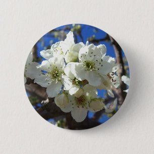 White Blossom Cluster Frühlingsblühende Birnbaum Button