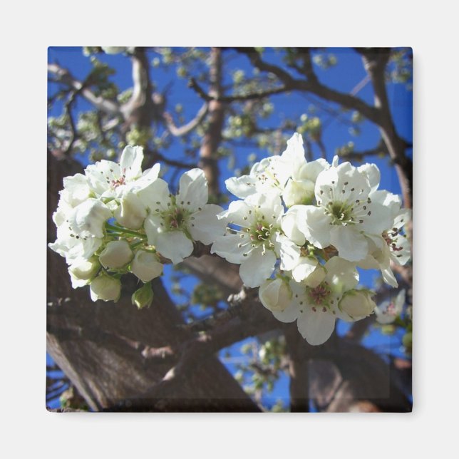 White Blossom Cluster Frühlingsblühende Birnbaum Magnet (Vorne)