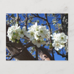 White Blossom Cluster Frühlingsblühende Birnbaum Postkarte